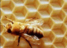 En una bresca de mel | Recurso educativo 36921