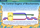 Video: The Central Dogma of Biochemistry | Recurso educativo 39907
