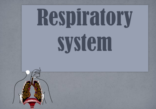 Respiratory system | Recurso educativo 40392