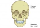 The skeleton: bones and joints | Recurso educativo 41909