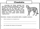 Cheetahs | Recurso educativo 42915