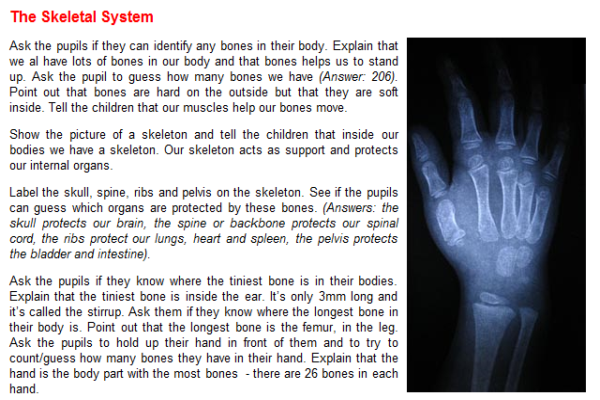 The skeletal system | Recurso educativo 45629