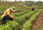 Stewart Organic Farm | Recurso educativo 47700