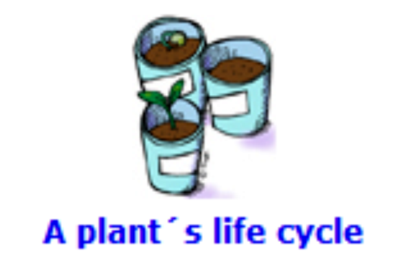 A plant's life cycle | Recurso educativo 48270