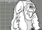 Los grandes simios en peligro | Recurso educativo 50606