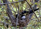 Urracas haciendo el nido | Recurso educativo 50891