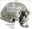 Los cráneos de Homo Sapiens más antiguos | Recurso educativo 50949