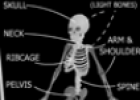 Skeleton | Recurso educativo 52820