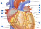 Structures of the heart | Recurso educativo 60347