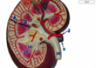 Kidney | Recurso educativo 60602