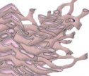 Retículo endoplasmático y aparato de Golgi | Recurso educativo 61692