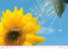 Video: Life cycle of a flower | Recurso educativo 23654