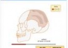 El Cráneo | Recurso educativo 28511