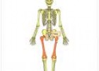 El sistema óseo | Recurso educativo 28523