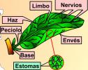 Las plantas... raíz, tallo y hojas | Recurso educativo 2984