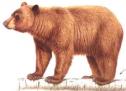 El oso pardo en Asturias | Recurso educativo 31466