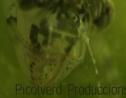 Sympetrum fonscolombii, larva (Selys, 1840) | Recurso educativo 3514
