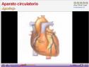 Aparato circulatorio | Recurso educativo 3923