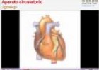 Aparato circulatorio | Recurso educativo 3923