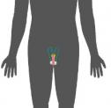 Anatomía humana: Aparato Reproductor Masculino | Recurso educativo 5481