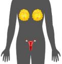 Anatomía humana: Aparato Reproductor Femenino | Recurso educativo 5482