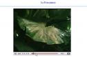 Vídeo: la fotosíntesis | Recurso educativo 6657