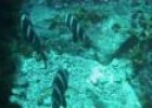 Vídeo: el paisaje y los animales del fondo marino de las Islas Canarias | Recurso educativo 8059