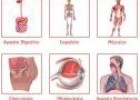 Atlas anatómico | Recurso educativo 9434