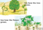 Story: How it grows | Recurso educativo 63060
