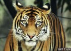 Easy tiger! | Recurso educativo 64865