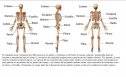 El esqueleto humano | Recurso educativo 65472