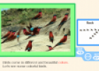 Colourful birds | Recurso educativo 66150