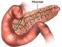 El páncreas | Recurso educativo 69124