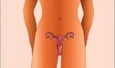 Anatomía del aparato reproductor femenino | Recurso educativo 69996
