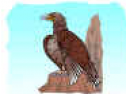 Centro de interés: El Águila | Recurso educativo 70596