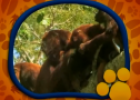 El Maravilloso Mundo de los Animales: Los Monos | Recurso educativo 70855