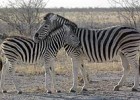 Why zebras have stripes | Recurso educativo 71338
