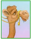 Ficha docente: ¿Camellos o dromedarios? | Recurso educativo 71998