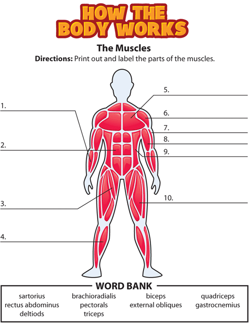 How the body works: the muscles | Recurso educativo 73226