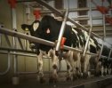 Vídeo sector primario: ganadería | Recurso educativo 74798