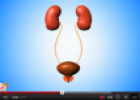 Video: The kidneys | Recurso educativo 77194