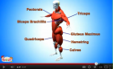Video: The muscular system | Recurso educativo 77198