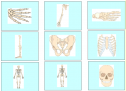 The skeletal system | Recurso educativo 79101
