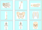 The skeletal system | Recurso educativo 79101