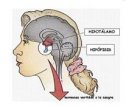 Síndromes de neoplasia endocrina múltiple | Recurso educativo 80334