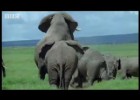 Elephant mating, fighting & pregnancy - BBC Animals | Recurso educativo 92797