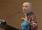 Jane Goodall, viviendo entre chimpancés | Recurso educativo 94268