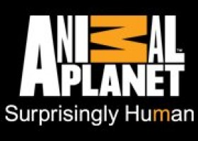 Animal Planet: Animal Planet: Animal Planet | Recurso educativo 96473