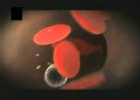 Ciencia Divertida Los Vasos Sanguíneos.mpg | Recurso educativo 105809