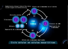 Ciclo celular I: Interfase | Recurso educativo 110859